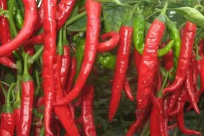 四季可种的蔬菜有哪些,有辣椒、土豆、生菜等