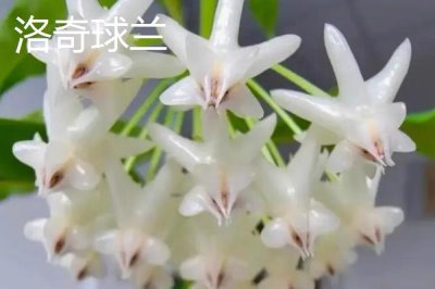 球兰哪个品种好看,品种众多各有特点