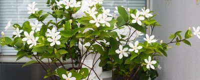 怎么养殖茉莉花，生长期间每天浇水2次