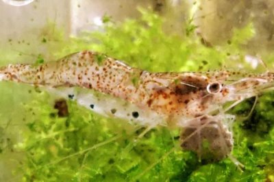 虾有哪些品种,常见的有幽灵虾、罗氏沼虾、澳洲龙虾等