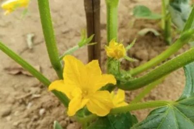黄瓜苗很小就开花的原因,很有可能是种子有问题