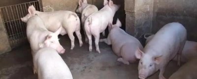 新手养猪注意事项,选择合适的品种是重中之重