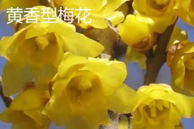 红梅的品种,品种较多各有特点