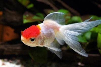 5厘米的金鱼怎么养长得快，要给它们准备一个舒适的生活环境