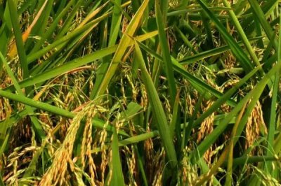 软华优815水稻种简介,每亩秧田播种量10千克