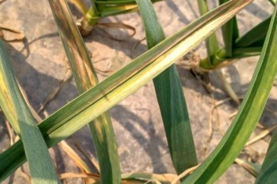 大蒜叶子有黄斑是什么病,可能是锈病或花叶病