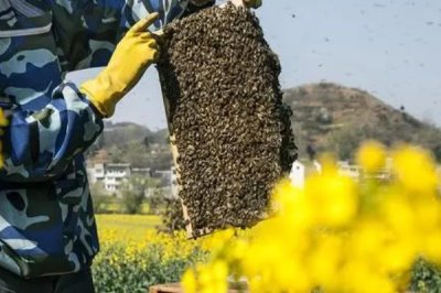养蜂相关知识，需注意防治蚂蚁、胡蜂等天敌