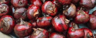 荸荠的施肥技术,一定要施足基肥