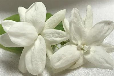 白色茉莉的花语，寓意喜爱之情、纯洁无暇等