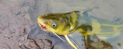 钓黄颡鱼用什么饵料，蚯蚓、红虫、鸡肝等都可以