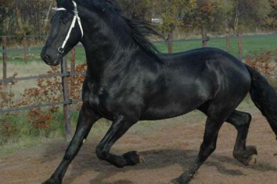 怎么养马,幼驹每天要饲喂3-4次