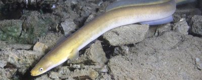 鳗鱼买回来可以存活多长时间,养护得当时寿命能达到几十年