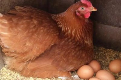 鸡下蛋自己吃了是怎么回事,是母鸡矿物质营养不足导致的