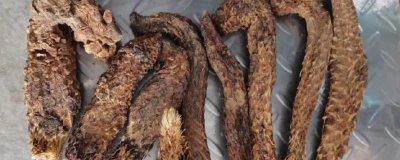 肉苁蓉的品种,包括草苁蓉、管花肉苁蓉、盐生肉苁蓉等种类