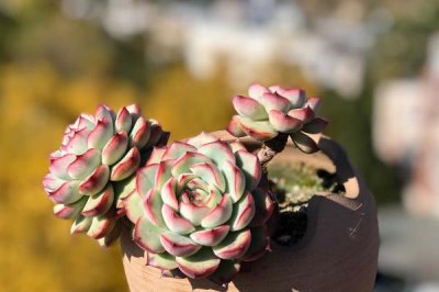 爆芽素对多肉有没有危害,注意用量基本不会产生危害