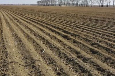 巴戟天栽培技术,选择有一定肥力的砂壤土