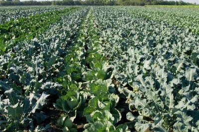 大头菜的种植时间,一般可在7-10月份陆续播种