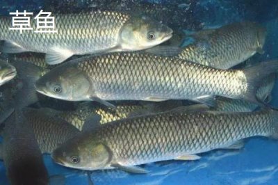 3.0号子线配几号鱼钩，可搭配10-11号伊势尼钩