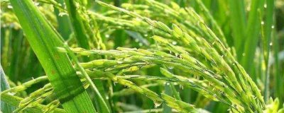 911优臻占水稻种子特征特性，一般4月中旬～5月下旬播种