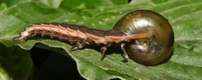 大萤火虫的食物，成虫主食露水和花粉