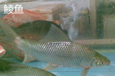 哪些鱼类的长相近似白条鱼,翘嘴、马口鱼、黄尾鱼等品种均比较相似