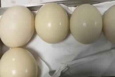 鸵鸟蛋的孵化时长,通常是40-42天