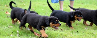 狗狗眼屎多的原因，可能是炎症或感冒等引起的