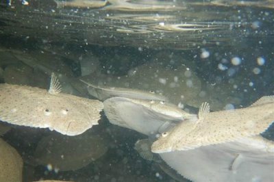 农村养多宝鱼是否赚钱,每种养殖方式的效益都不同