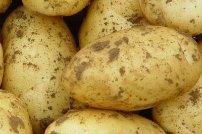 四季可种的蔬菜有哪些,有辣椒、土豆、生菜等