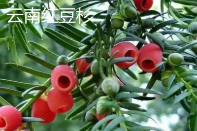红豆杉的品种,包括东北红豆杉、云南红豆杉、西藏红豆杉等种类