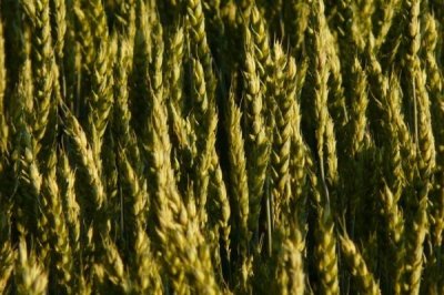 存麦16号小麦种植要点，在10月上中旬进行播种