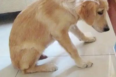 犬佝偻病的发病原因，可能是缺乏营养所致