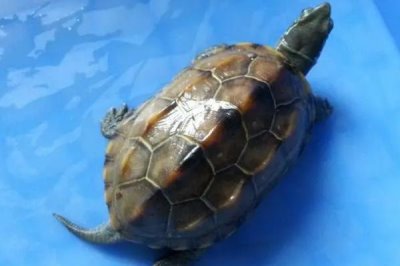 中华草龟分布省份,不同地区的中华草龟有所区别