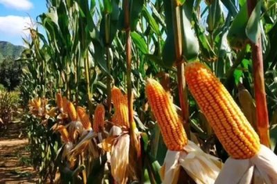 科华365玉米种子特点，注意防治茎腐病