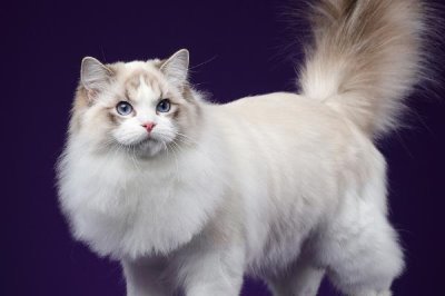 布偶猫为什么那么贵,好看且国外引进成本高昂