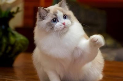 布偶猫怎么养,体重最重的猫之一