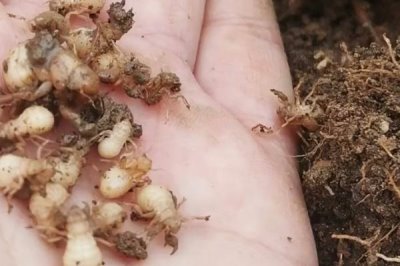 蝉卵怎么孵化,选择树体密、树种杂、蝉量多的场所采集卵枝