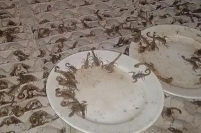 蝎子一年可以繁殖几次，1年可以繁殖2次