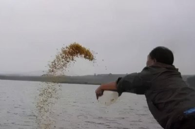 钓鲫鱼实用技巧,一年四季都可以作钓