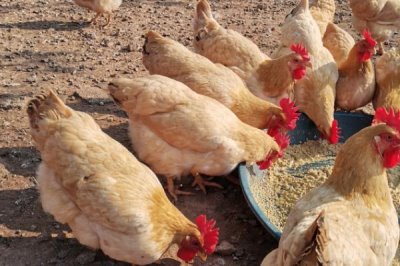 三黄鸡的养殖周期，只需要饲养50-60天即可出栏