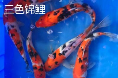 五色锦鲤的产地，原产于日本现已被引进国内