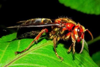 虎头蜂的种类,常见的有中国大虎头蜂、大黄腰虎头蜂等