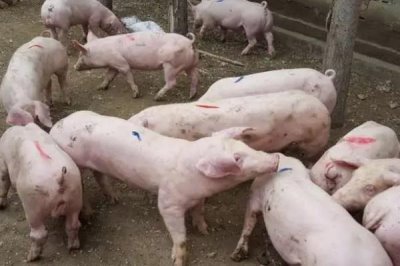 仔猪断奶转群要注意什么,要积极应对应激反应