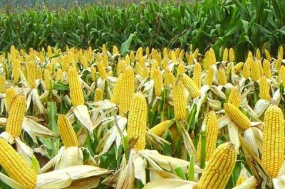 玉米种子播种前注意事项,不可在同一地块连续种植