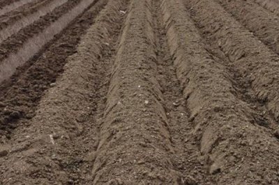 春种油麦菜注意事项,露地栽培可在五月中旬播种