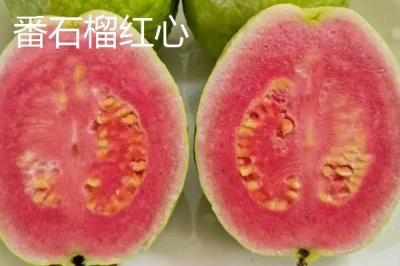 番石榴红心和白心区别，果肉颜色明显不同