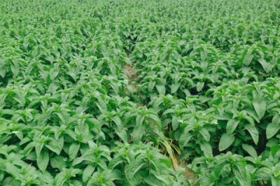 种植白芷的注意事项，控制好株行距可提高产量