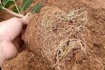 山茶花叶子发黄的原因及处理方式,可能是浇水过多或土质的影响等