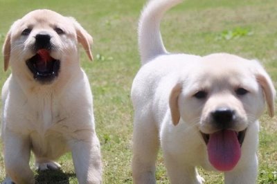 拉布拉多几个月能认主人,快的一个星期就能认主人了