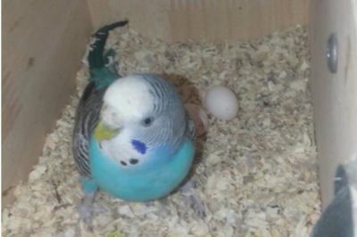 虎皮鹦鹉下蛋的征兆，一定会频繁地进出自己的窝